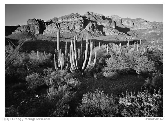 Organ Pipe cactus and Ajo Range, late afternoon. Organ Pipe Cactus  National Monument, Arizona, USA