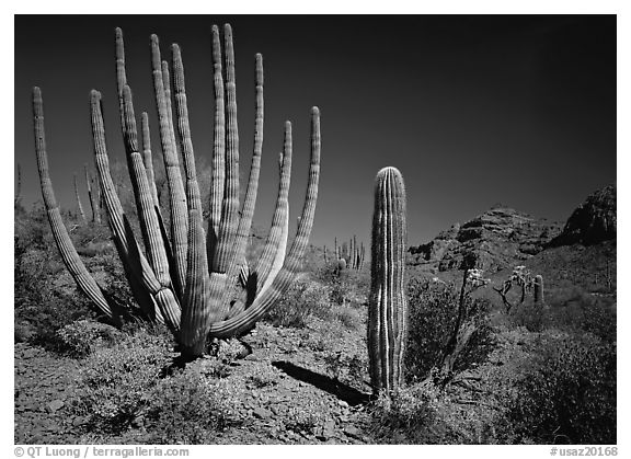 Organ Pipe Cactus and Saguaro. Organ Pipe Cactus  National Monument, Arizona, USA (black and white)