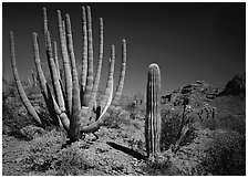 Organ Pipe Cactus and Saguaro. USA ( black and white)