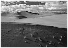 Dunes and bushes. Canyon de Chelly  National Monument, Arizona, USA ( black and white)