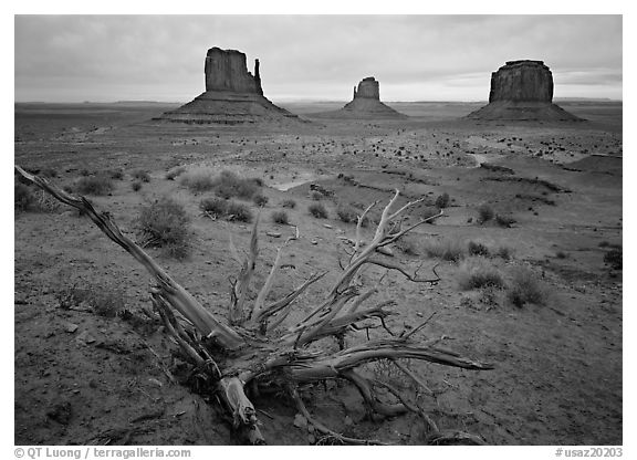 Roots, red earth, and Mittens. Monument Valley Tribal Park, Navajo Nation, Arizona and Utah, USA (black and white)
