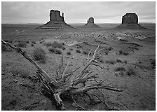 Roots, red earth, and Mittens. Monument Valley Tribal Park, Navajo Nation, Arizona and Utah, USA (black and white)