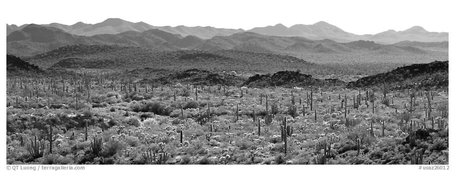 Desert landscape with cactus and distant mountains. Organ Pipe Cactus  National Monument, Arizona, USA (black and white)