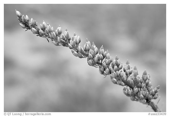 Close-up of Ocatillo bloom. Organ Pipe Cactus  National Monument, Arizona, USA (black and white)