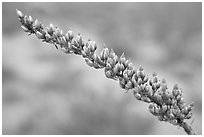 Close-up of Ocatillo bloom. Organ Pipe Cactus  National Monument, Arizona, USA (black and white)