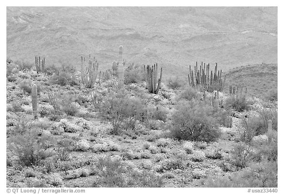 Organ pipe cactus and brittlebush on hillside, North Puerto Blanco Drive. Organ Pipe Cactus  National Monument, Arizona, USA (black and white)