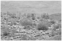 Organ pipe cactus and brittlebush on hillside, North Puerto Blanco Drive. Organ Pipe Cactus  National Monument, Arizona, USA (black and white)