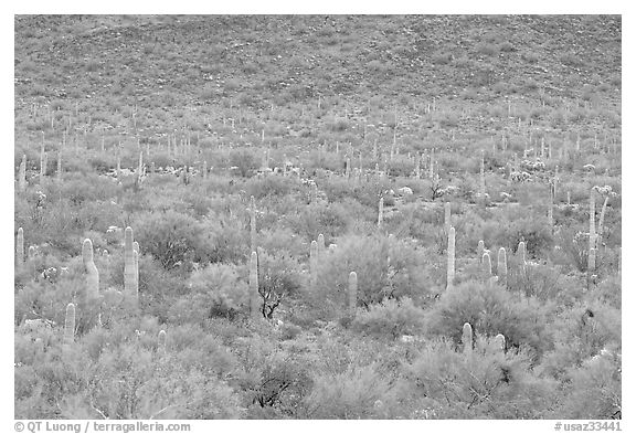 Verdant desert valley bottom with cactus, North Puerto Blanco Drive. Organ Pipe Cactus  National Monument, Arizona, USA (black and white)