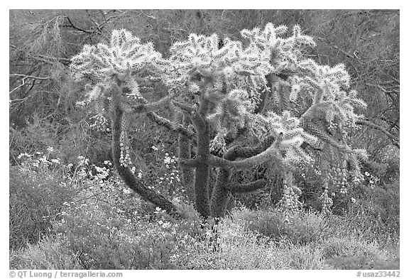 Chain fruit cholla cactus and brittlebush in bloom. Organ Pipe Cactus  National Monument, Arizona, USA (black and white)