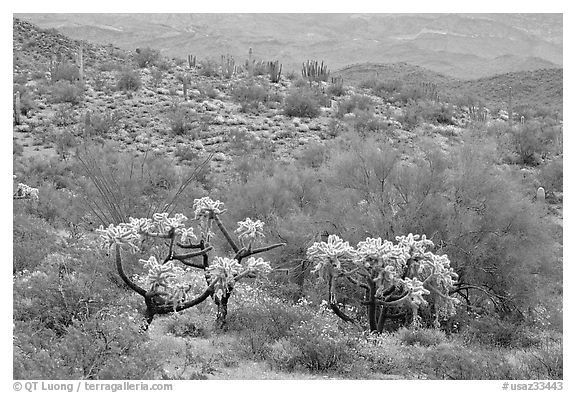 Chain fruit cholla cacti, organ pipe cacti, and brittlebush in bloom on hill. Organ Pipe Cactus  National Monument, Arizona, USA (black and white)