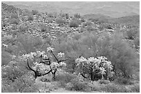 Chain fruit cholla cacti, organ pipe cacti, and brittlebush in bloom on hill. Organ Pipe Cactus  National Monument, Arizona, USA (black and white)