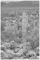 Saguaro cacti and brittlebush in bloom, North Puerto Blanco Drive. Organ Pipe Cactus  National Monument, Arizona, USA (black and white)