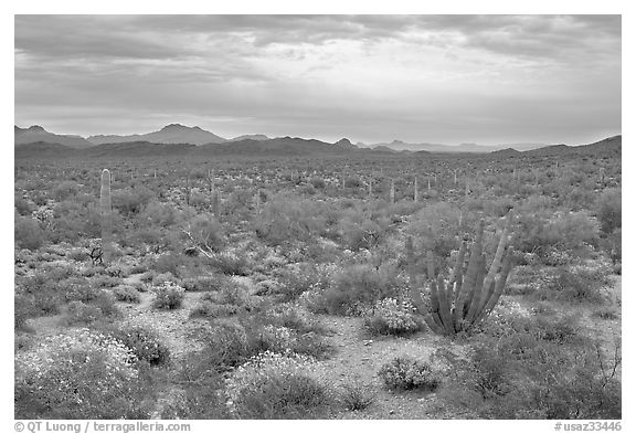 Cactus and brittlebush in the spring under cloudy skies, North Puerto Blanco Drive. Organ Pipe Cactus  National Monument, Arizona, USA