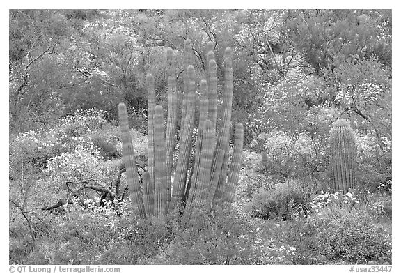 Organ pipe cactus and brittlebush (Encelia farinosa) in bloom. Organ Pipe Cactus  National Monument, Arizona, USA