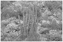 Organ pipe cactus and brittlebush (Encelia farinosa) in bloom. Organ Pipe Cactus  National Monument, Arizona, USA (black and white)