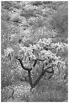 Chain fruit cholla cactus and brittlebush in bloom. Organ Pipe Cactus  National Monument, Arizona, USA (black and white)