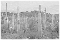 Saguaro cacti. Organ Pipe Cactus  National Monument, Arizona, USA ( black and white)