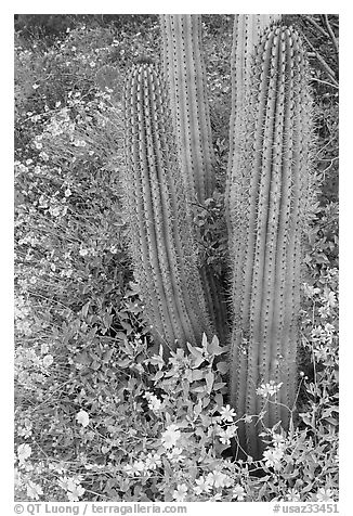 Base of organ pipe cactus and yellow brittlebush flowers. Organ Pipe Cactus  National Monument, Arizona, USA