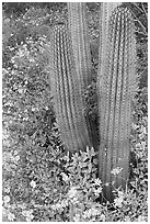 Base of organ pipe cactus and yellow brittlebush flowers. Organ Pipe Cactus  National Monument, Arizona, USA (black and white)