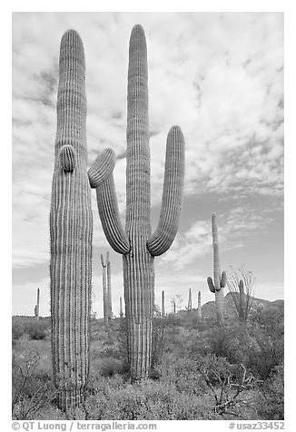 Saguaro cacti. Organ Pipe Cactus  National Monument, Arizona, USA