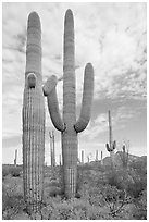 Saguaro cacti. Organ Pipe Cactus  National Monument, Arizona, USA (black and white)