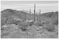 Cactus, annual flowers, and mountains. Organ Pipe Cactus  National Monument, Arizona, USA (black and white)