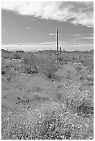 Britlebush in bloom, saguaro cactus, and mountains. Organ Pipe Cactus  National Monument, Arizona, USA ( black and white)