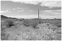 Britlebush (Encelia farinosa) in bloom, saguaro cactus, and mountains. Organ Pipe Cactus  National Monument, Arizona, USA (black and white)