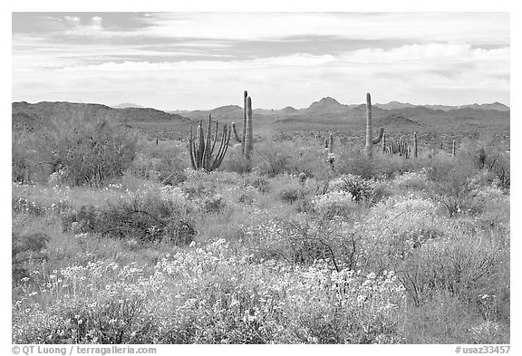 Desert in bloom with britlebush,  saguaro cactus, and mountains. Organ Pipe Cactus  National Monument, Arizona, USA (black and white)