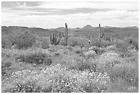 Desert in bloom with britlebush,  saguaro cactus, and mountains. Organ Pipe Cactus  National Monument, Arizona, USA ( black and white)