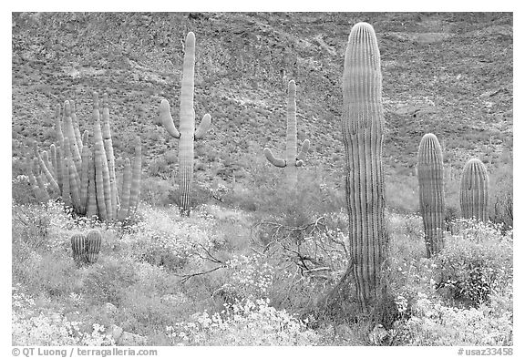 Group of Saguaro cactus amongst flowering brittlebush. Organ Pipe Cactus  National Monument, Arizona, USA (black and white)