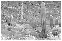 Group of Saguaro cactus amongst flowering brittlebush. Organ Pipe Cactus  National Monument, Arizona, USA (black and white)