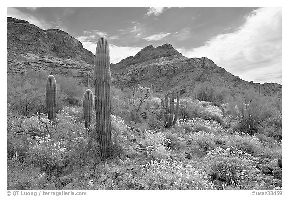 Cactus, field of brittlebush in bloom, and Ajo Mountains. Organ Pipe Cactus  National Monument, Arizona, USA