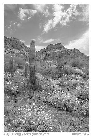 Cactus, field of brittlebush in bloom, and Ajo Mountains. Organ Pipe Cactus  National Monument, Arizona, USA (black and white)