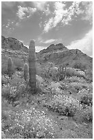 Cactus, field of brittlebush in bloom, and Ajo Mountains. Organ Pipe Cactus  National Monument, Arizona, USA (black and white)