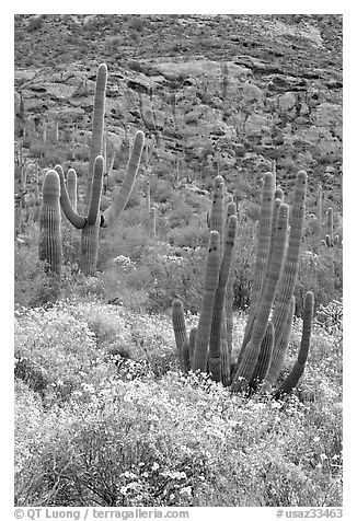 Organ pipe cacti on slope in spring. Organ Pipe Cactus  National Monument, Arizona, USA (black and white)