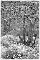 Organ pipe cacti on slope in spring. Organ Pipe Cactus  National Monument, Arizona, USA (black and white)
