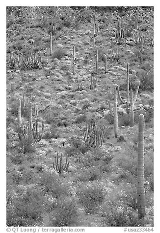Slope with cactus and brittlebush, Ajo Mountains. Organ Pipe Cactus  National Monument, Arizona, USA (black and white)