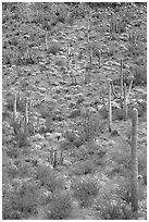 Slope with cactus and brittlebush, Ajo Mountains. Organ Pipe Cactus  National Monument, Arizona, USA (black and white)