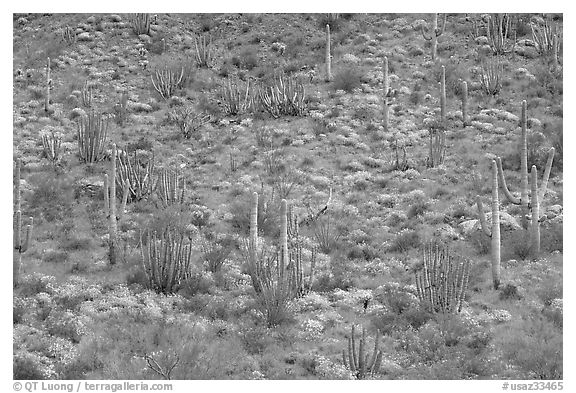 Hillside with cactus and brittlebush in bloom, Ajo Mountains. Organ Pipe Cactus  National Monument, Arizona, USA (black and white)