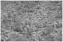 Hillside with cactus and brittlebush in bloom, Ajo Mountains. Organ Pipe Cactus  National Monument, Arizona, USA (black and white)