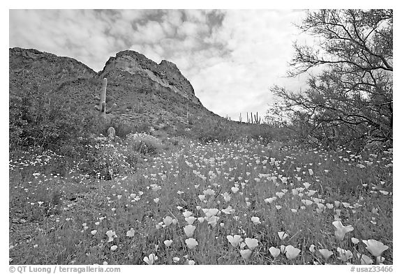 Mexican Poppies and Ajo Mountains. Organ Pipe Cactus  National Monument, Arizona, USA (black and white)