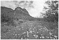 Mexican Poppies and Ajo Mountains. Organ Pipe Cactus  National Monument, Arizona, USA (black and white)