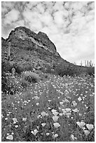 Mexican Poppies, cactus,  and Deablo Mountains. Organ Pipe Cactus  National Monument, Arizona, USA (black and white)