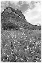 Mexican Poppies, lupine,  and Ajo Mountains. Organ Pipe Cactus  National Monument, Arizona, USA (black and white)