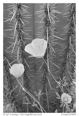 Close-up of Mexican Poppies (Eschscholzia californica subsp. mexicana) and Cactus. Organ Pipe Cactus  National Monument, Arizona, USA (black and white)
