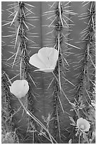 Close-up of Mexican Poppies (Eschscholzia californica subsp. mexicana) and Cactus. Organ Pipe Cactus  National Monument, Arizona, USA (black and white)