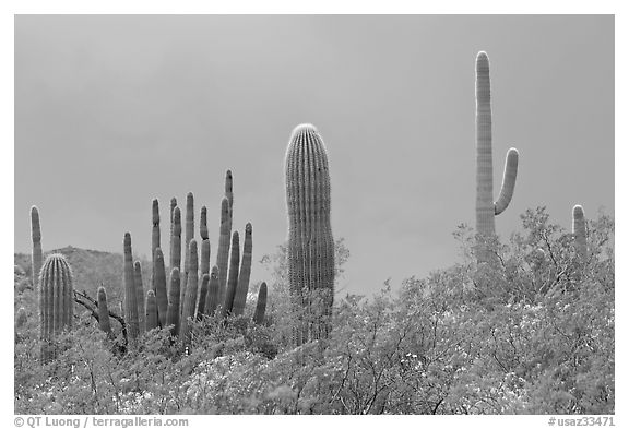 Saguaro cactus, approaching storm. Organ Pipe Cactus  National Monument, Arizona, USA