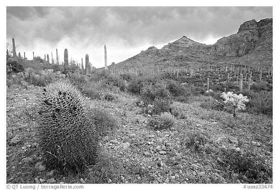 Barrel cactus, Ajo Mountains, and dark clouds. Organ Pipe Cactus  National Monument, Arizona, USA