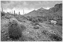 Barrel cactus, Ajo Mountains, and dark clouds. Organ Pipe Cactus  National Monument, Arizona, USA ( black and white)